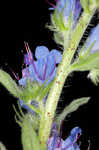 Common viper's bugloss